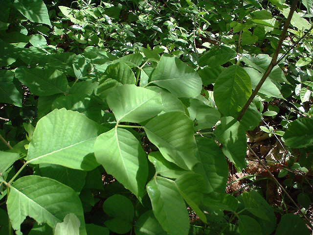 zedulot: poison ivy vines on trees