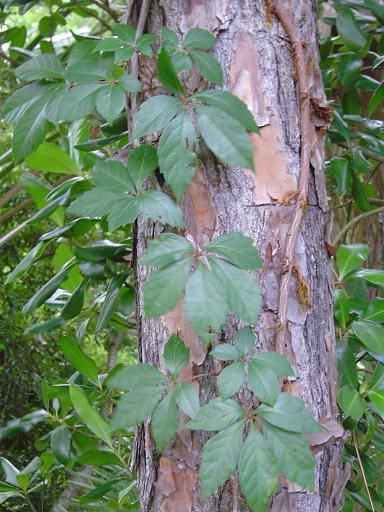 poison ivy vines on trees. Does poison ivy have to