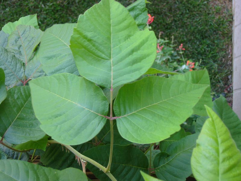 poison ivy vine. view of a poison ivy vine.
