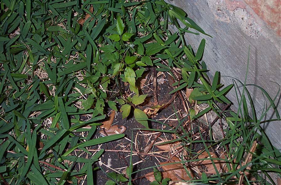 poison sumac blisters. Is This Poison Ivy?