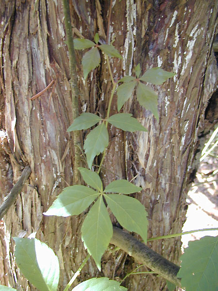 ivy with 5 leaves
