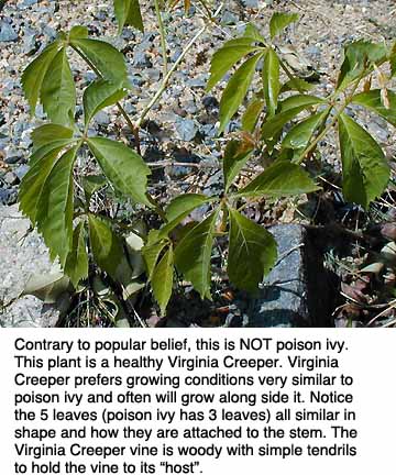 Virginia Creeper - Vine plant similar to poison ivy - (www.poisonivy.us)