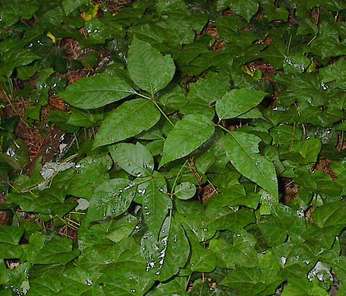 Is this Poison Ivy (or Poison Oak or Poison Sumac)? - (www.poisonivy.us)